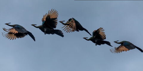 Beautiful female and male Peacock with beautiful color flying 