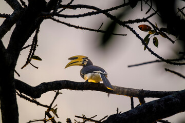 Beautiful hornbill Bird from Baluran National Park, east java, indonesia. 