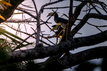 Beautiful hornbill Bird from Baluran National Park, east java, indonesia. 
