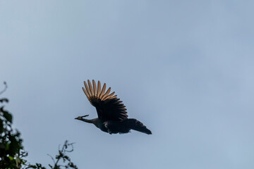 Beautiful female and male Peacock with beautiful color flying 