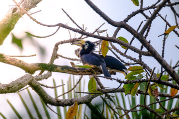 Beautiful hornbill Bird from Baluran National Park, east java, indonesia. 