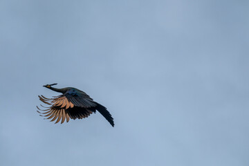 Beautiful female and male Peacock with beautiful color flying 