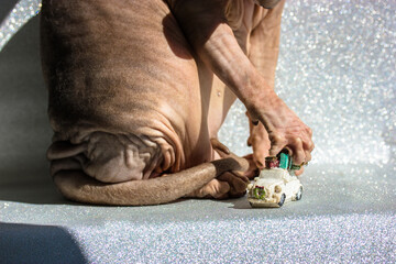 Bald Canadian sphynx cat is playing with a white toy truck car with Christmas tree on a roof. New...