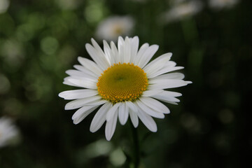 Obraz premium Chamomile, a summer medicinal plant in the garden.