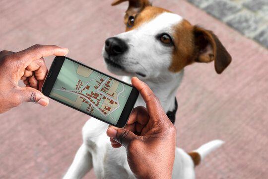 Application to find pet by identification chip. African American man using smartphone near dog with collar outdoors, closeup