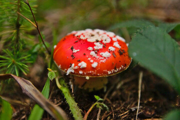 Beautiful red poisonous toadstools in the forest.