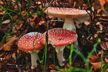 Beautiful red poisonous toadstools in the forest.