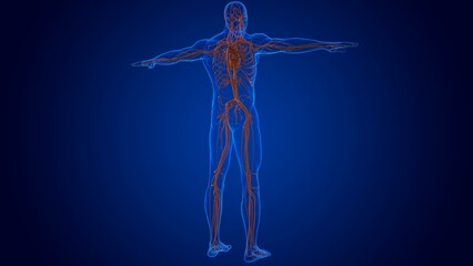 human heart damaged internal organ for medical concept 3D