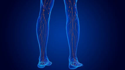 Human damage lymph nodes anatomy for medical concept 3D