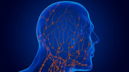 Human damage lymph nodes anatomy for medical concept 3D