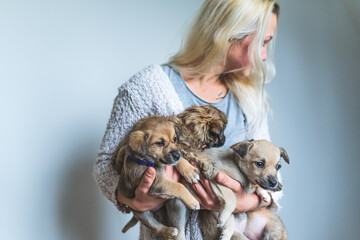 Puppy dogs for adoption. Adorable rescued brown puppies held in the arms of blond caucasian young...