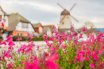 Fototapeta na wymiar Blurred city street and windmill, and bright flowers in the foreground, Slovang, California
