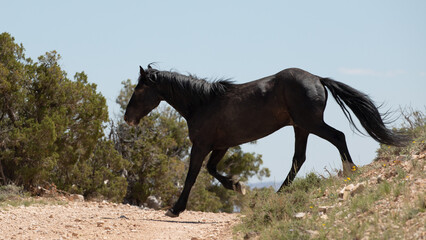 Black stallion wild horse running free across dirt road in the western United States