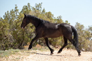 Wild horse black stallion running across dirt road in the western United States