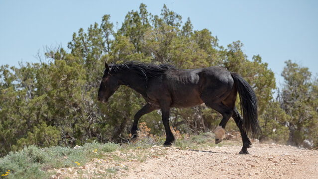 Fast and powerful wild horse black stallion running across dirt road in the Pryor mountains in Wyoming United States