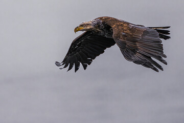 Bald Eagle (Haliaeetus leucocephalus) on the Hunt
