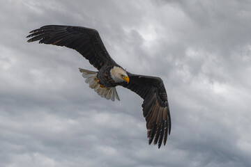 Obraz premium Bald Eagle (Haliaeetus leucocephalus) on the Hunt