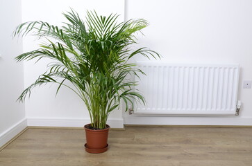 Palm plant in the pot near a radiator on the wooden floor and white wall, simple life concept. Heating concept