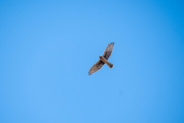 osprey in flight
