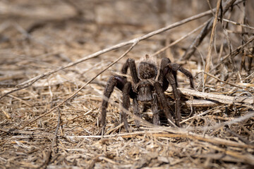 Spider on the ground