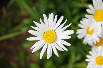 Obraz premium 맑음