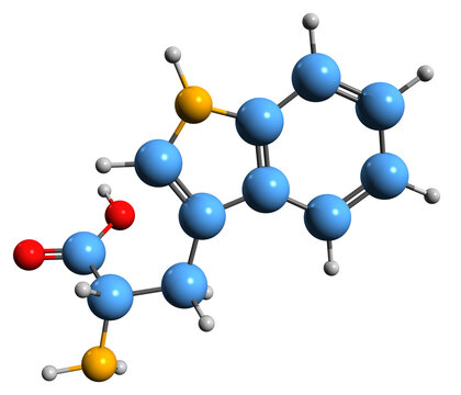  3D image of Tryptophan skeletal formula - molecular chemical structure of amino acid isolated on white background