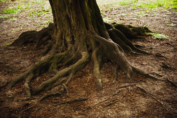 Tree roots visible through soil in forest