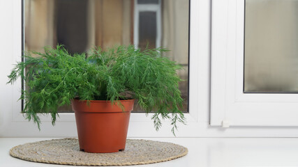 Fresh green dill growing in pot on windowsill indoors, space for text