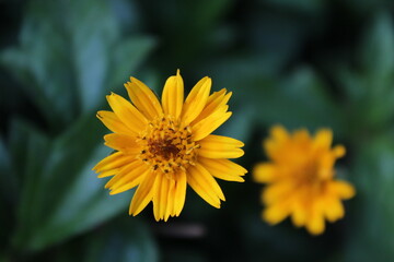 Yellow flower in a flower field