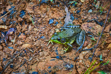 Detail of large green frog on wet dirt