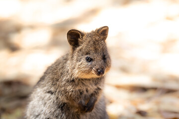 Closeup animal-portrait of a cute Quokka, a little kangaroo at Rottnest Island, Perth, Western...