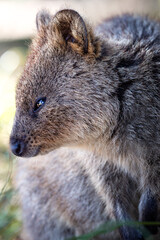 Closeup animal-portrait of a cute Quokka, a little kangaroo at Rottnest Island, Perth, Western Australia