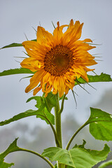 Vertical detail of sunflower plant against foggy background