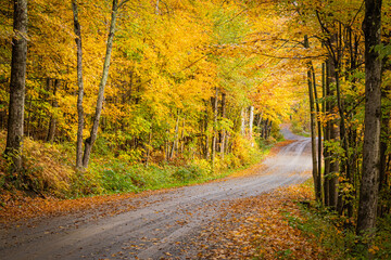 Autumn foliage gravel scenic road