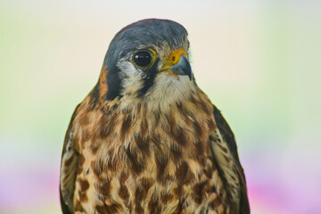 Adorable American Kestrel raptor on soft background