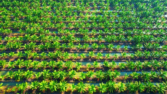 4K : Aerial view over a palm and coconut plantation. Thailand, Southeast Asia. commercial farming area. green background from nature. economic crops in the tropics. cultivation concept. drone

