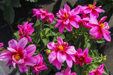 Dahlia, magenta, rose, violet