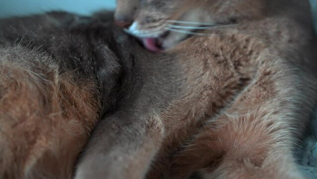 Extreme close up shot of abyssinian cat grooming himself