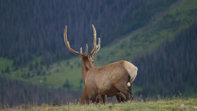 Wild Elk in Rocky Mountains Grazing 
