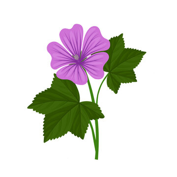 Vector illustration, mallow flower or malva flower, isolated on white background.