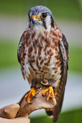 Trainer holds American Kestrel raptor on glove with soft background