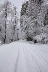 Snowy scene in Covington, WA
