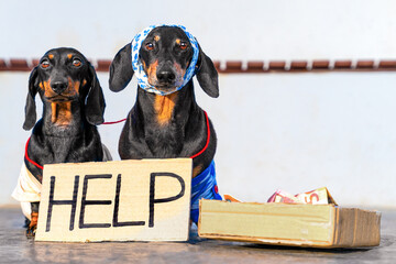 Two miserable dachshund dogs stand with help sign cardboard box with money begging on street asking for alms from passers-by. Fundraising charity foundation for homeless animals volunteers pet shelter