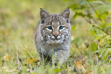 stalking cat in grass, tiny small cute fuzzy pointed ear whiskers bobcat, focused eyes stepping through forest, feline staring hunting prey, north American wildlife in controlled environment 

