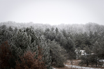 Hoarfrost in the Pine Grove.

 Muted earthy colors in a frigid winterscape.  The scene is wild and  nature makes no offer of ease.  