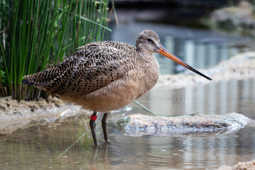 Godwit in a Conservation based wildlife program.  

In the shore bird exhibit, the residents strutted in shallow water with colored leg bands.

Captive animal in rehabilitationeducation exhibit