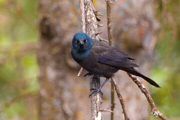 Grackle Not in the Mood for a Laugh or Cackle

The Common Grackle (Quiscalus quiscula) is a common sight in the Midwest but no less interesting for it.  Large black bird  in the forest