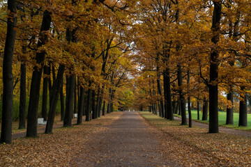 View of the Ramp alley strewn with fallen leaves in the Catherine Park of Tsarskoye Selo on a sunny...