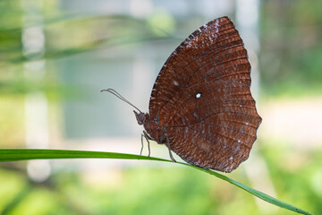 brown butterfly perched on a leaf