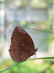 brown butterfly perched on a leaf